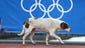 A stray dog walks  in the Rosa Khutor Mountain Cluster village