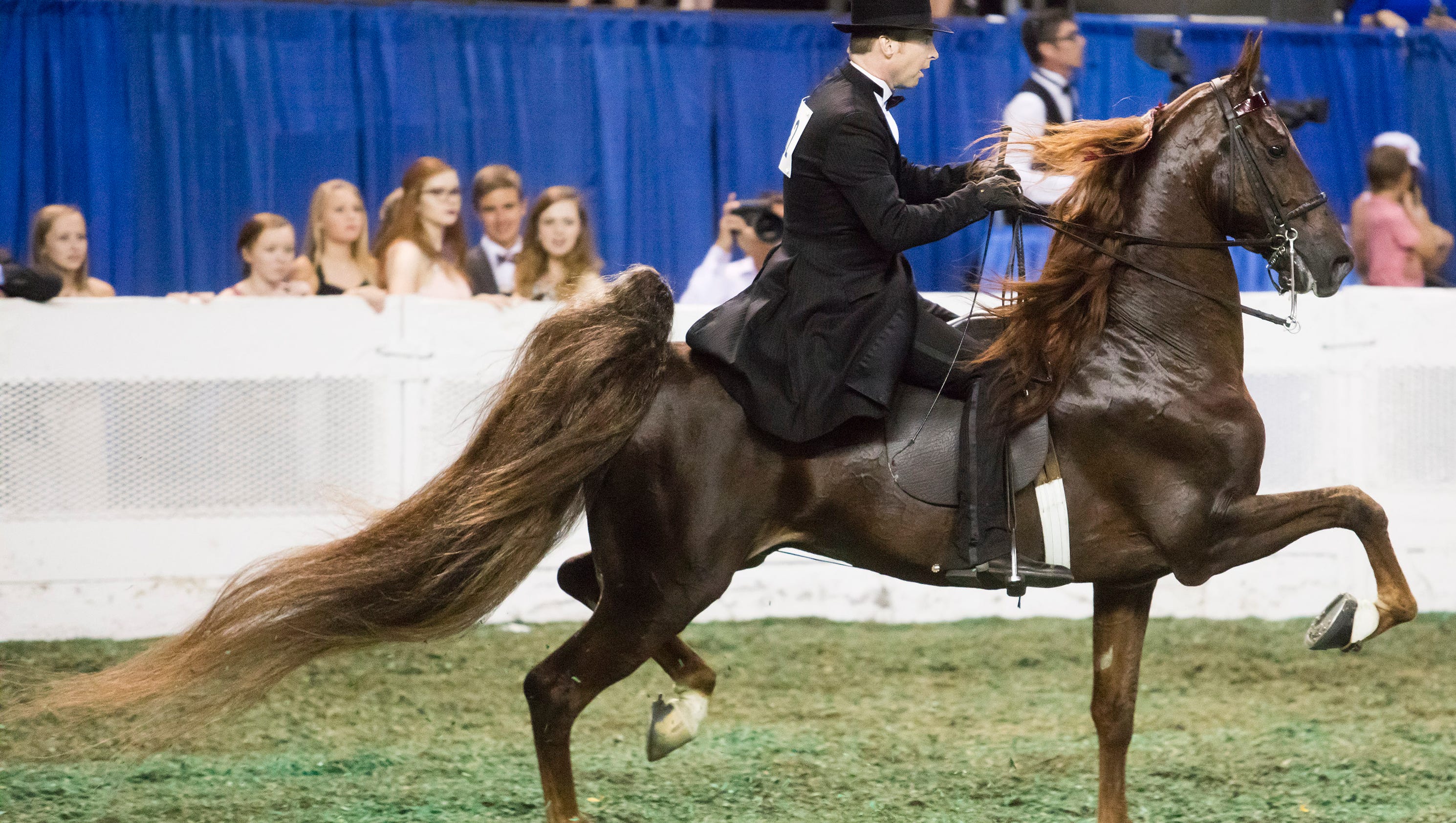 Gallery Top Of The Mark wins at World's Championship Horse Show