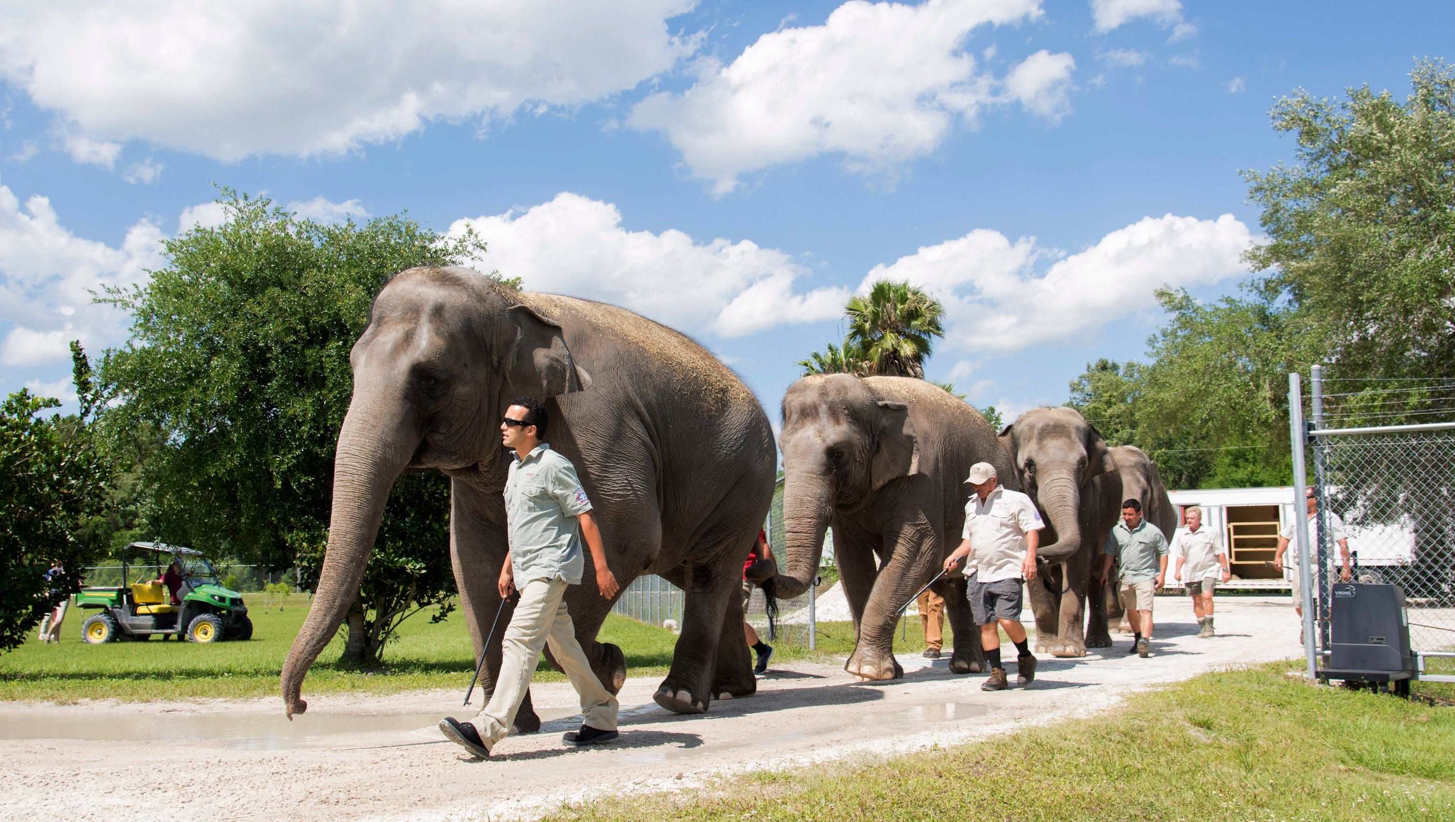 Last touring circus elephants enjoying Florida retirement
