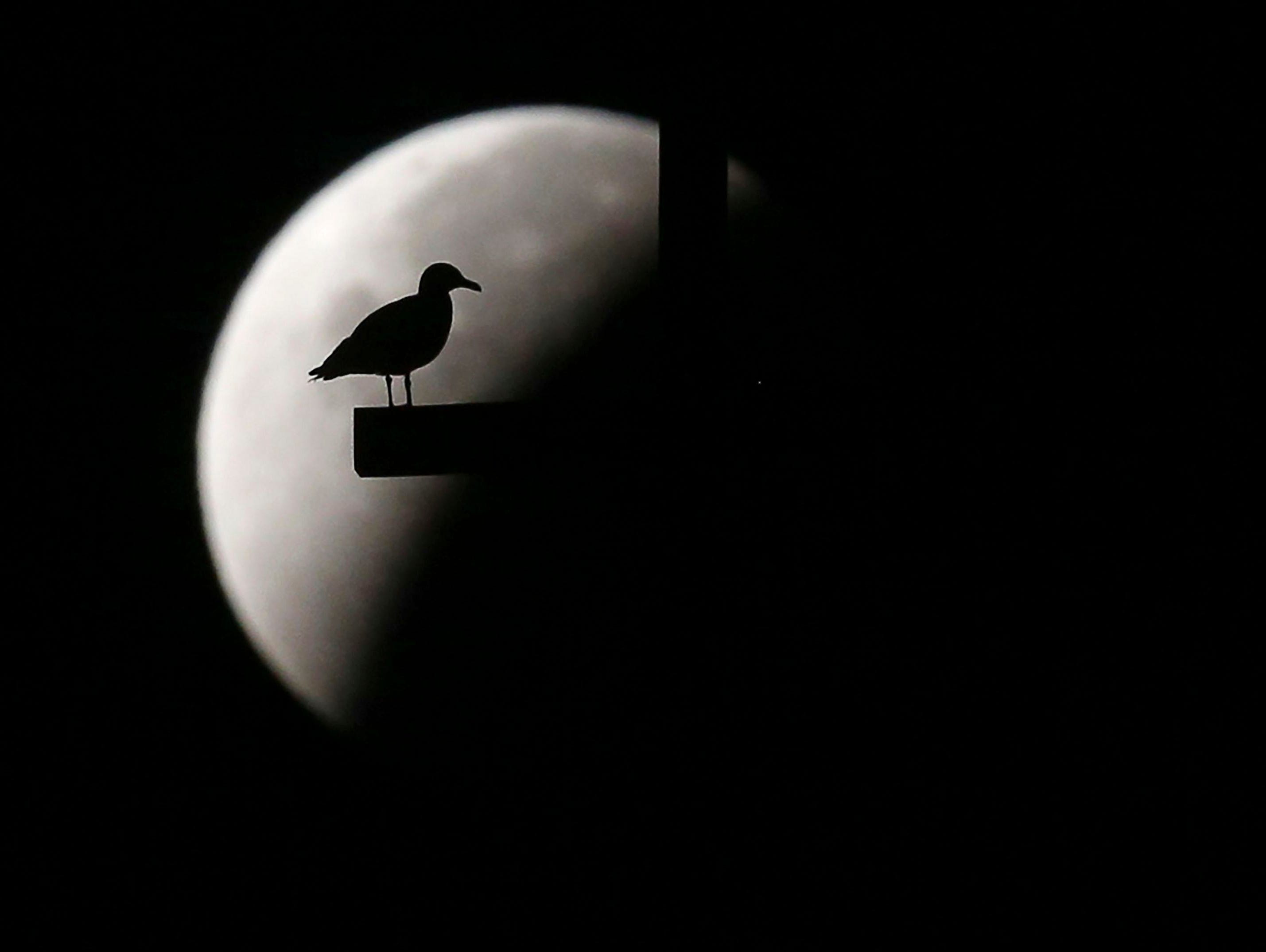 A seagull sits on the cross that tops St. Peter's Square's obelisk, at the Vatican, as the earth's shadow obscures part of the Supermoon.