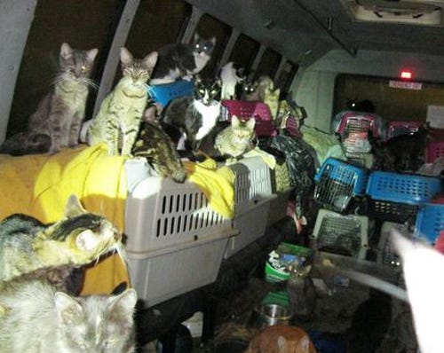 Swirling Mass Of 68 Cats Found In E Ore Van Kgw Com