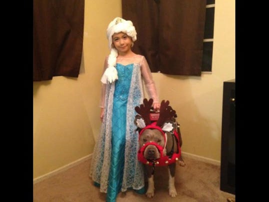 santos-pup-cake-service-dog--story-top