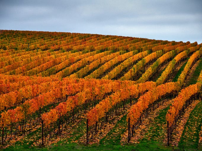 A local vineyard changing colors in the Willamette
