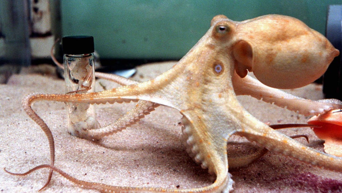 How does an octopus eat? Ask USA TODAY