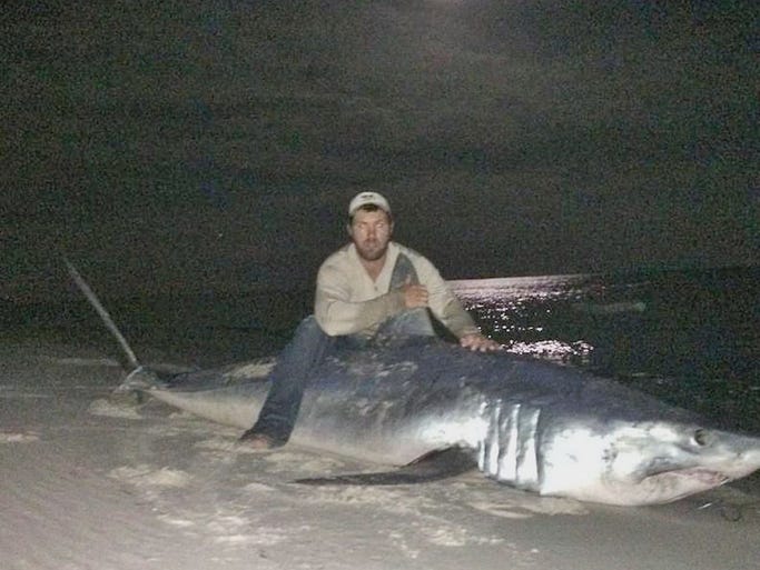 Fisherman Joey Polk caught an 800-pound shark in the waters off the Gulf Coast.