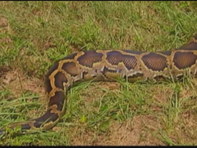 A Port St. Lucie police sergeant, who was responding to 911 calls of a very large snake, located a 12-foot, 120 pound Burmese python in waist-high brush Friday morning.