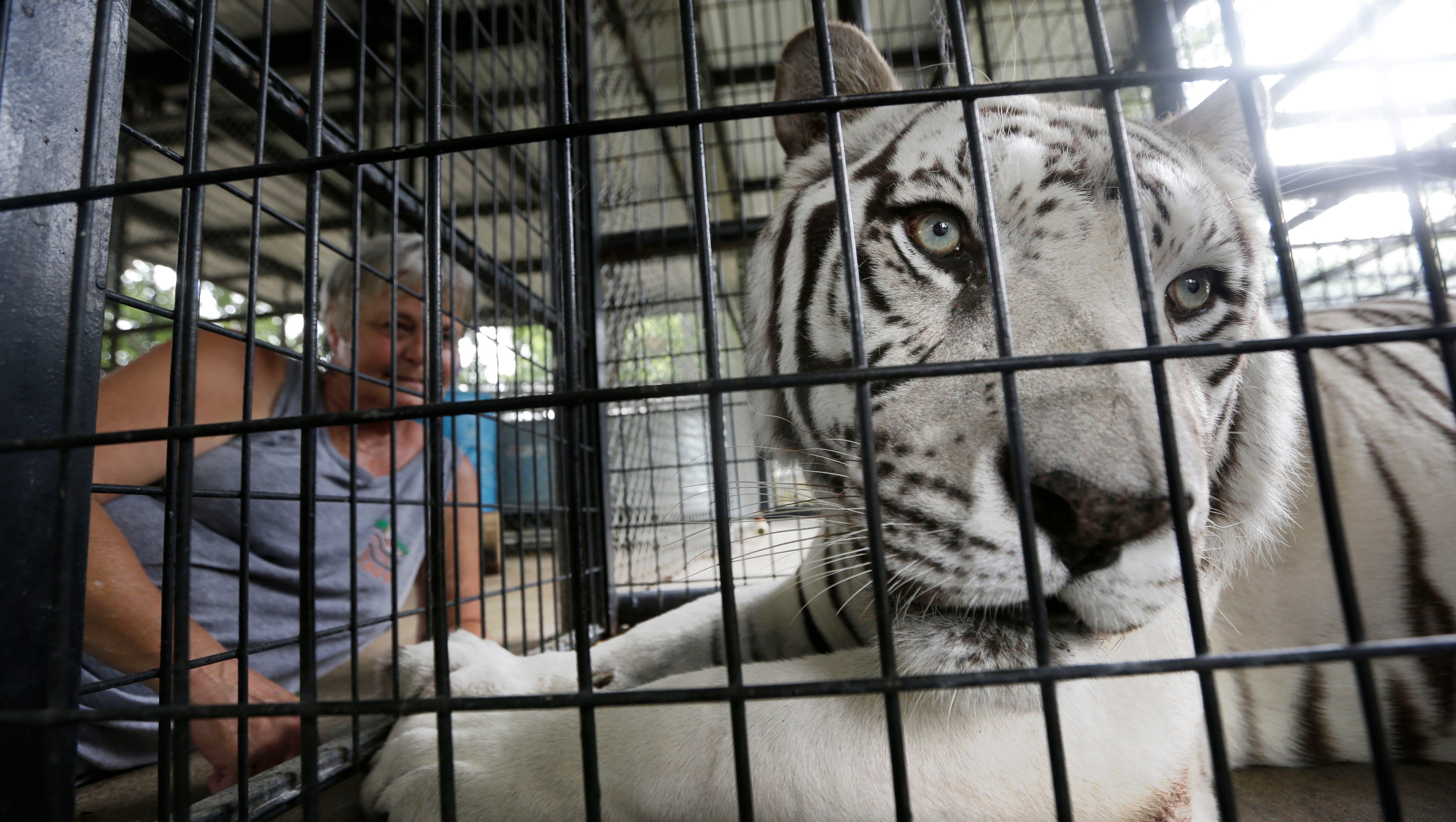 6th big cat dies at Texas animal sanctuary