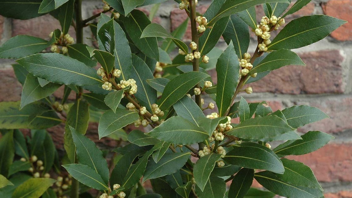 Meet the Saratoga Bay Laurel Tree