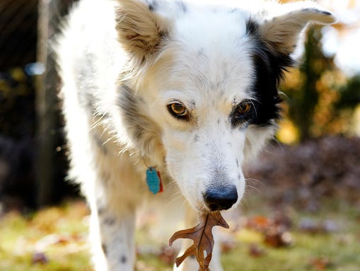 GAN TALKING DOG 112413 3