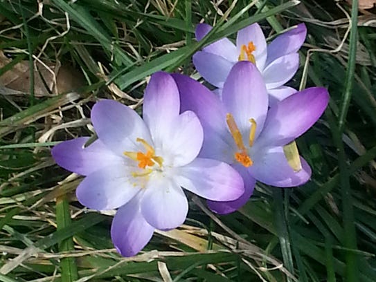 Crocuses, one of the early harbingers of spring, in