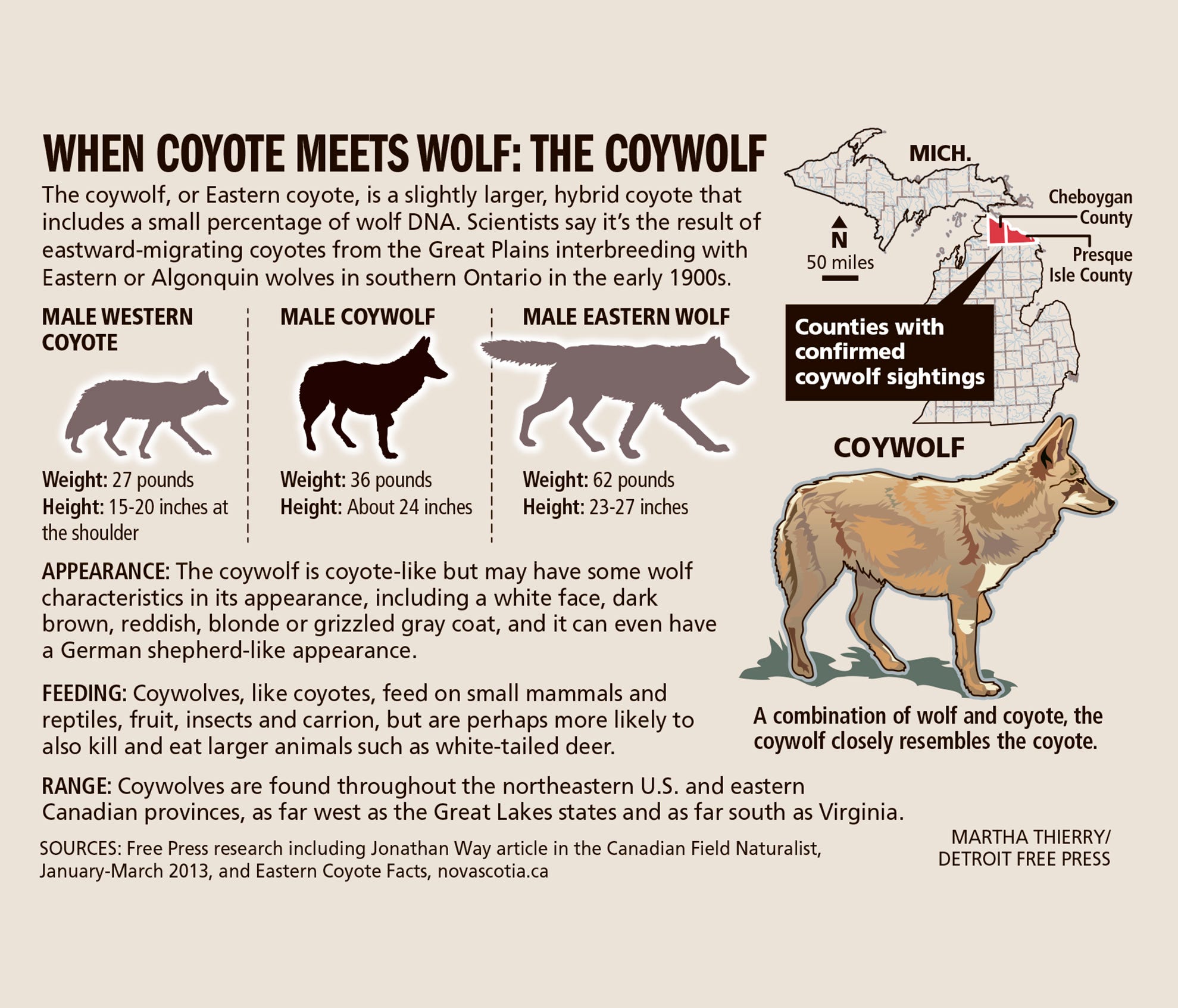 Michigan's mysterious, misunderstood coywolves