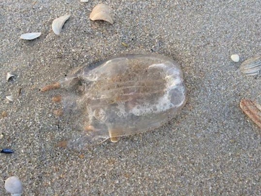 Box Jellyfish Move Up Coastline Threaten Shore