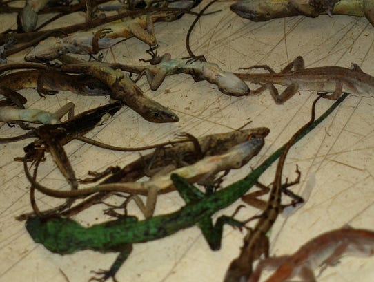 Peta Claims Reptile Abuse By Petsmart Supplier In Ohio