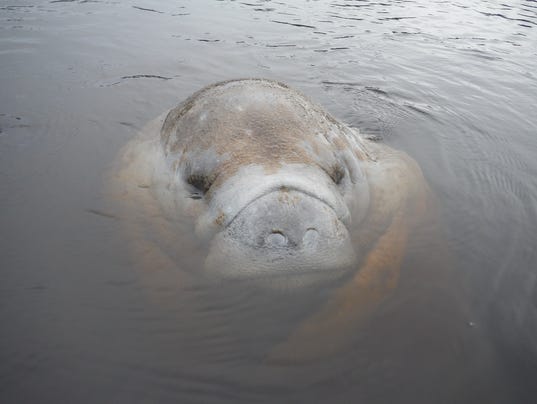 Mother Nature at work: It's manatee mating season