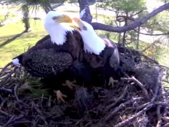 Southwest Florida Eagle Cam
