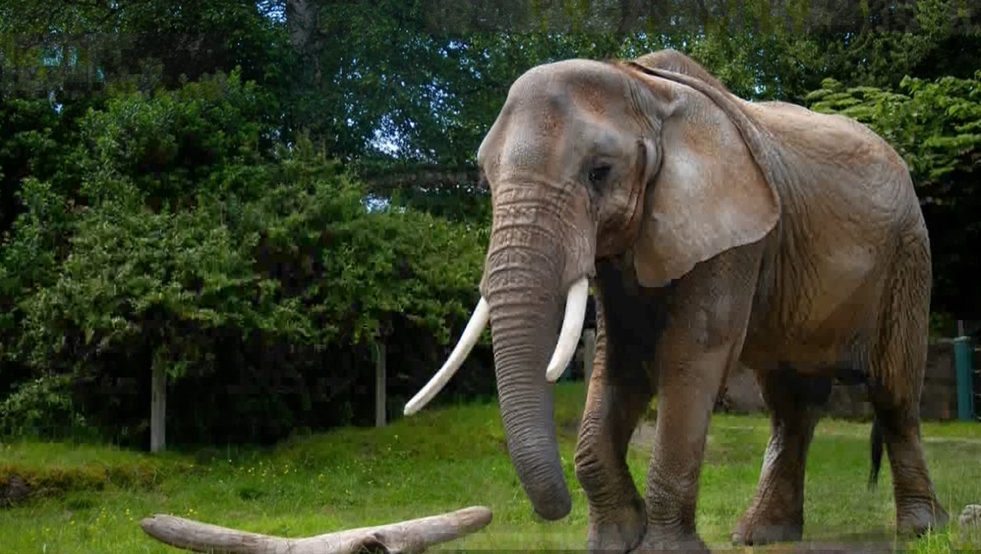 Explore The Wildlife Enchantments Of Lincoln Park Zoo: Is An Elephant Encounter In Store?
