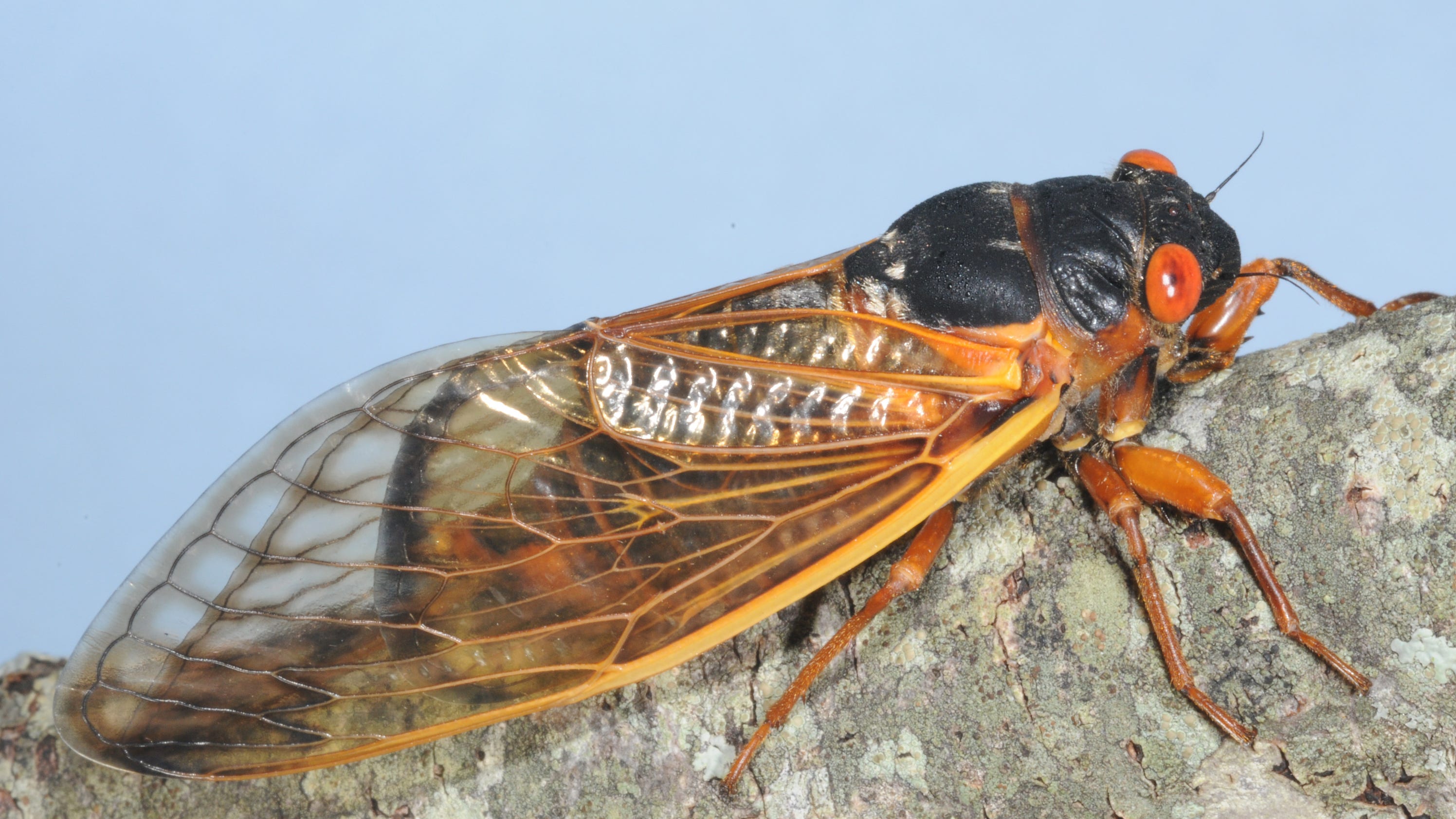 13year cicadas emerge, ready for love