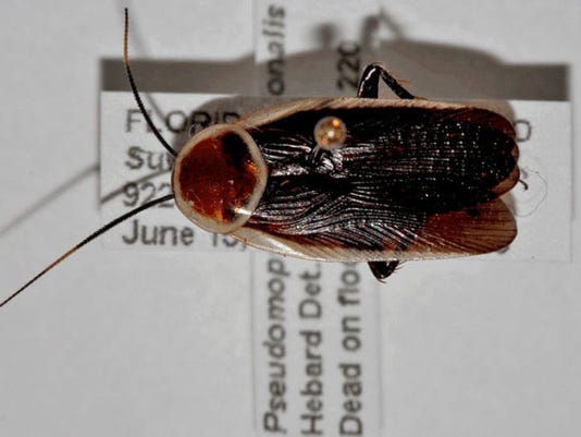 635717779343906995-cockroach