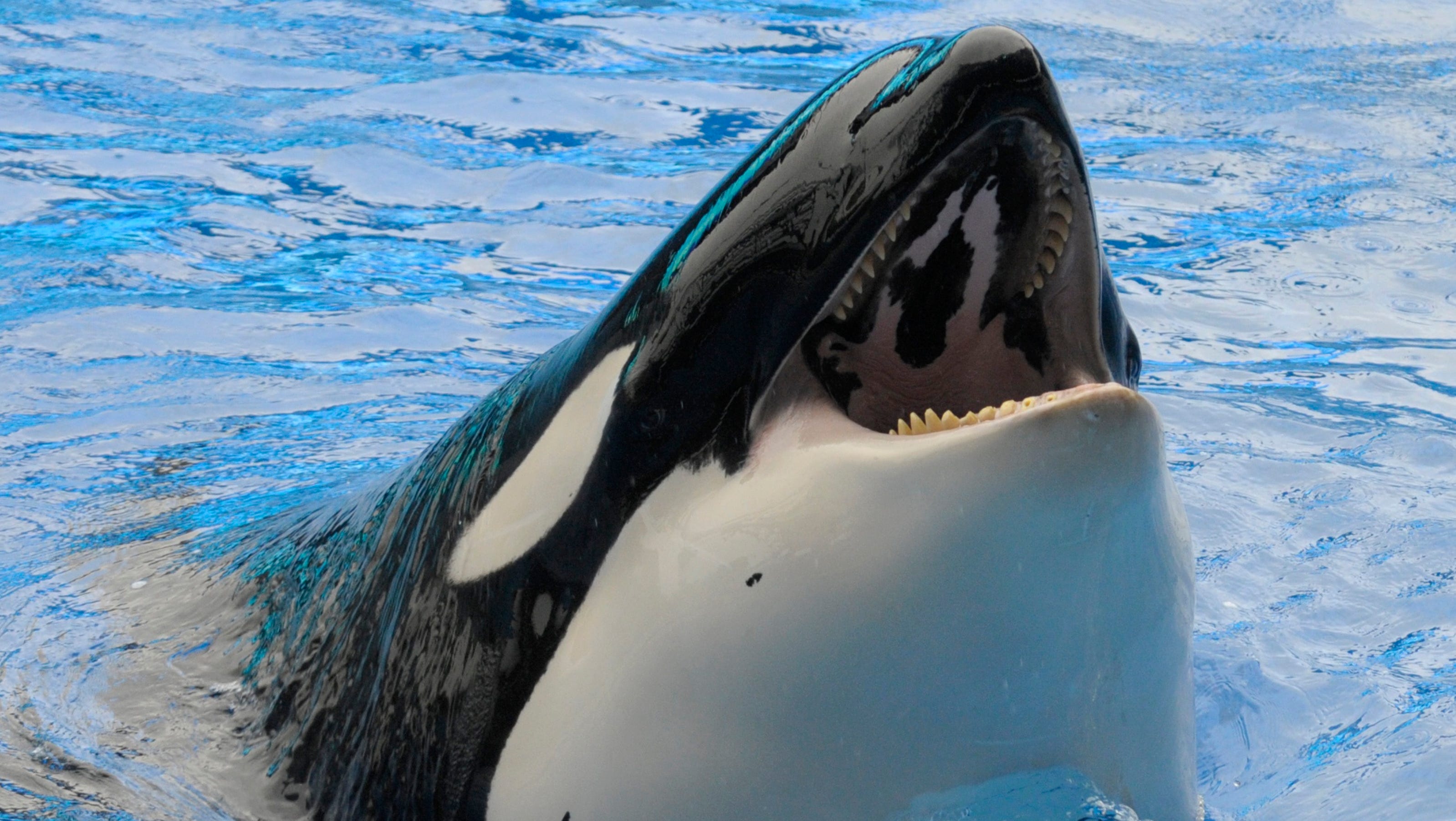 California bill would ban SeaWorld orca shows