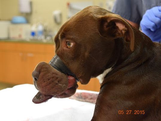 abused dog Caitlyn recovering from a taped muzzle