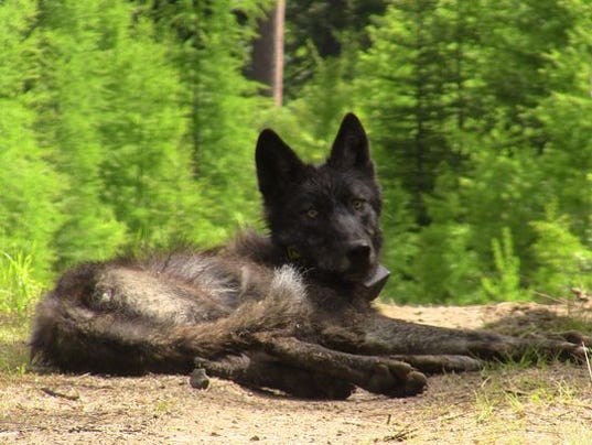 635780135729620630-635780099497584731-17293771231-71a7dfec89-o