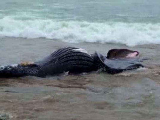 dead whale washes ashore on oregon beach dead whale washes ashore on oregon beach
