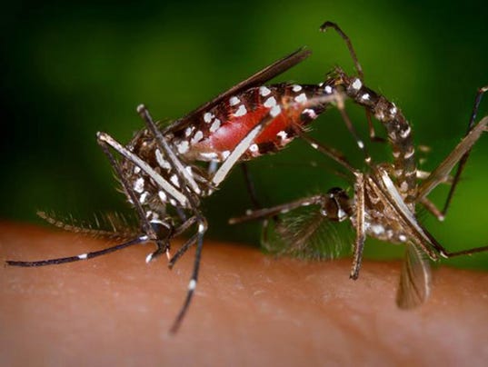 WEB mosquito disease 6