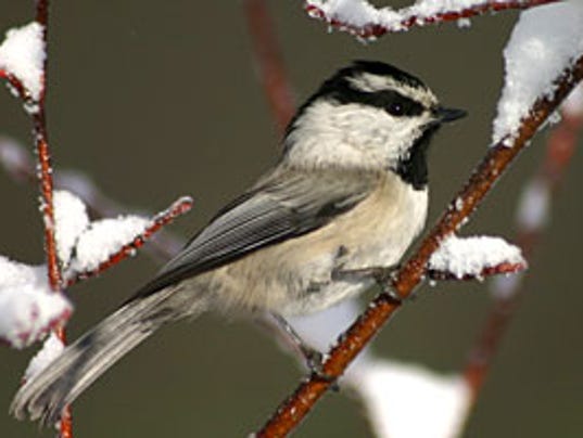bird of the month mountain chickadee bird of the month mountain chickadee