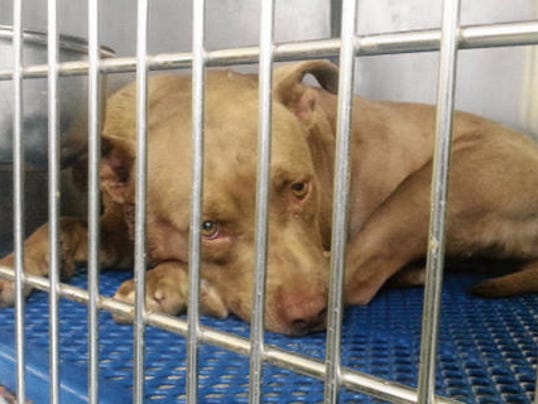 el paso pound animal services to hold community meetings el paso pound animal services to hold community meetings