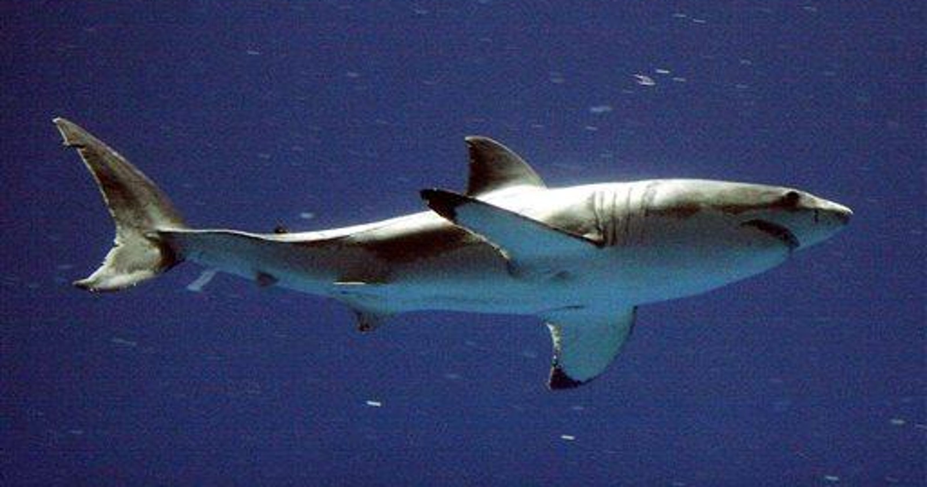 Great white shark bites canoe off Southern California coast