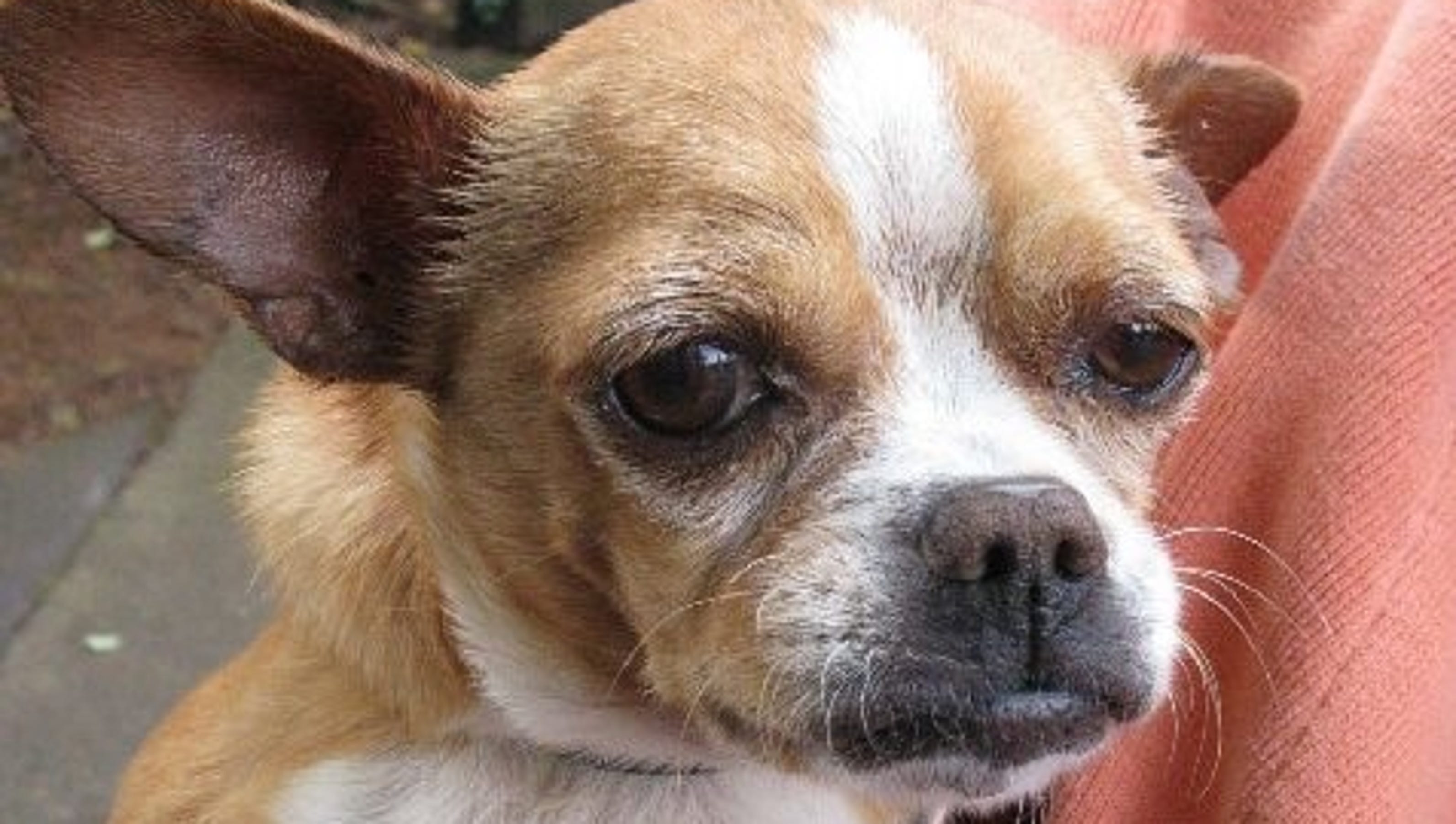 French Bulldog-Chihuahua mix looking for home
