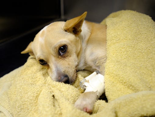 Tulare clinic, shelters report increase in parvovirus cases