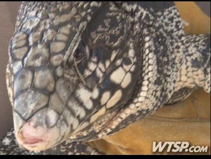 An invasive Tegu lizard caught in Hillsborough County.