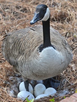 Federally protected goose nest halts construction