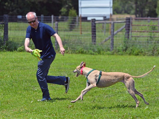 Greyhound Dog Rescue Philadelphia Greyhound Dog Rescue Philadelphia