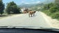 Roads in the Albanian Riviera must be shared  with donkeys, goats, sheep and other fauna.