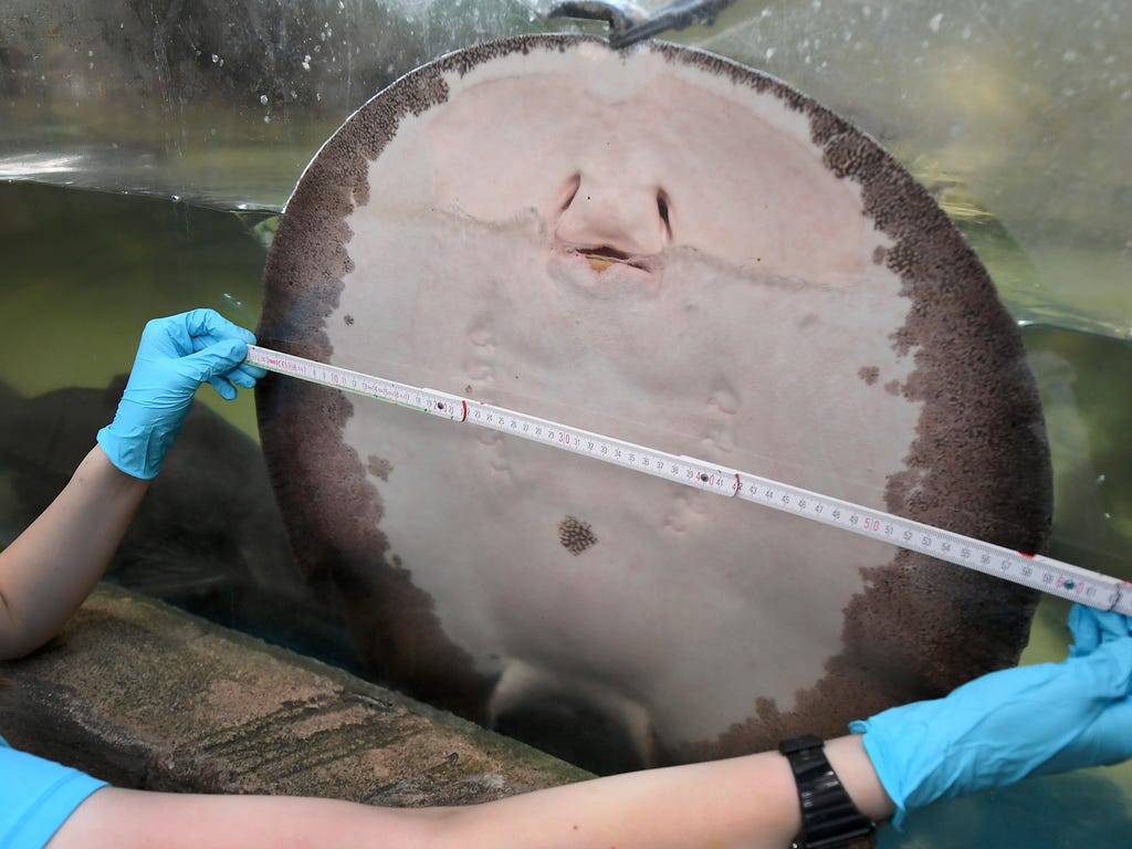 A River stingray is measured by zookeeper Teresa Heusmann during the annual inventory at the Sealife in Hannover, Germany on Jan. 11, 2018.