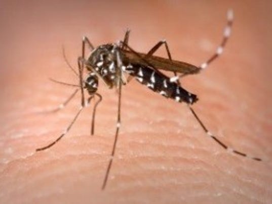 Aedes mosquito