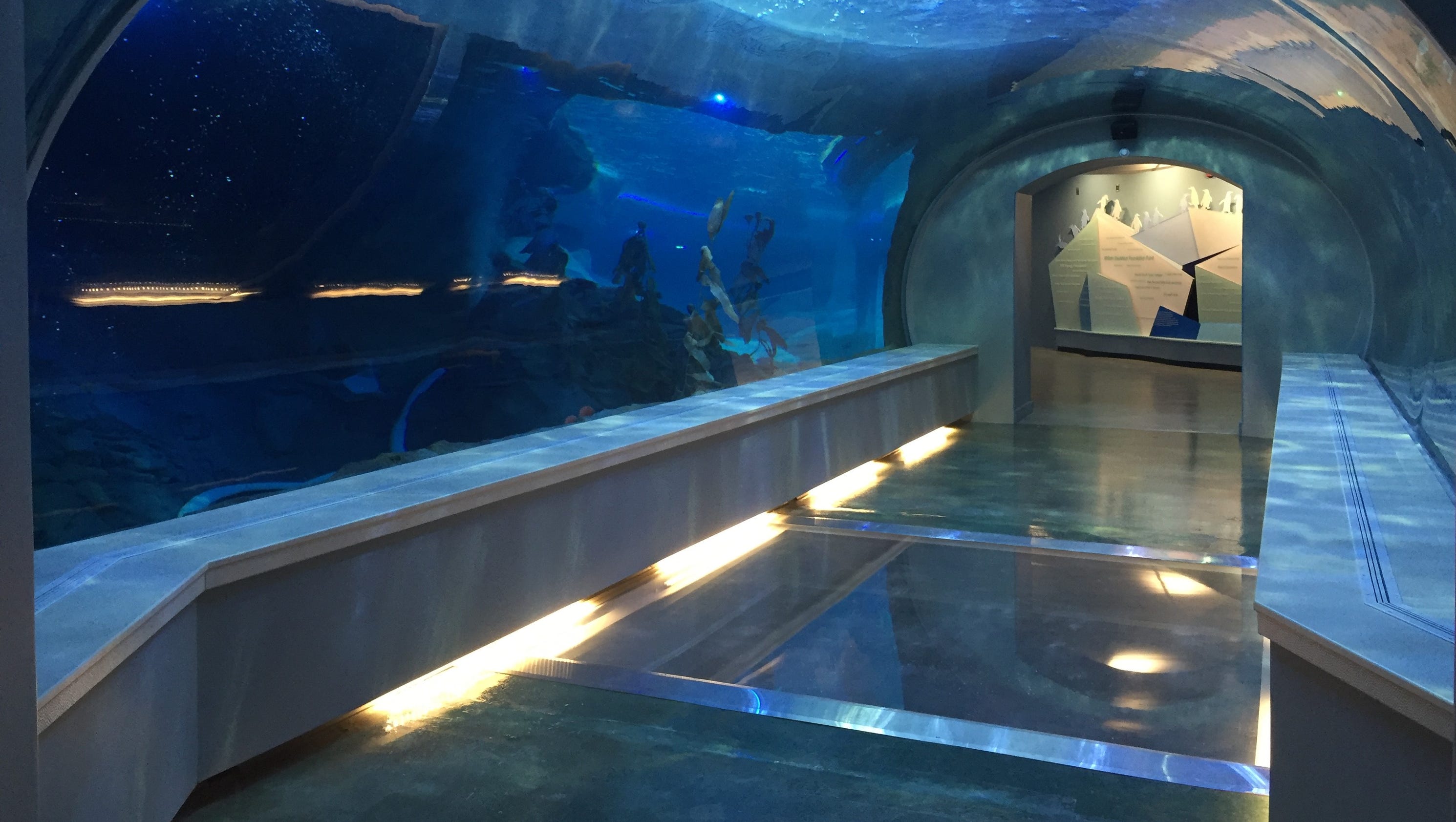 Detroit Zoo gives 1st look inside new penguinarium