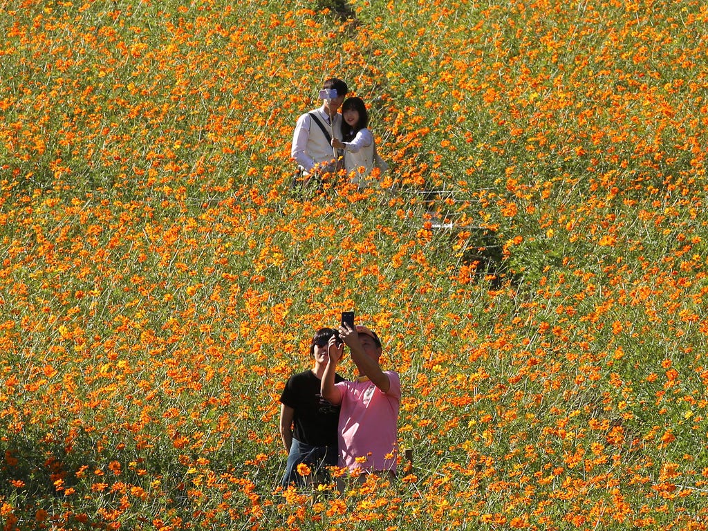 Couples take photographs in the middle of a field of cosmos flowers at the Olympic Park in Seoul, South Korea.