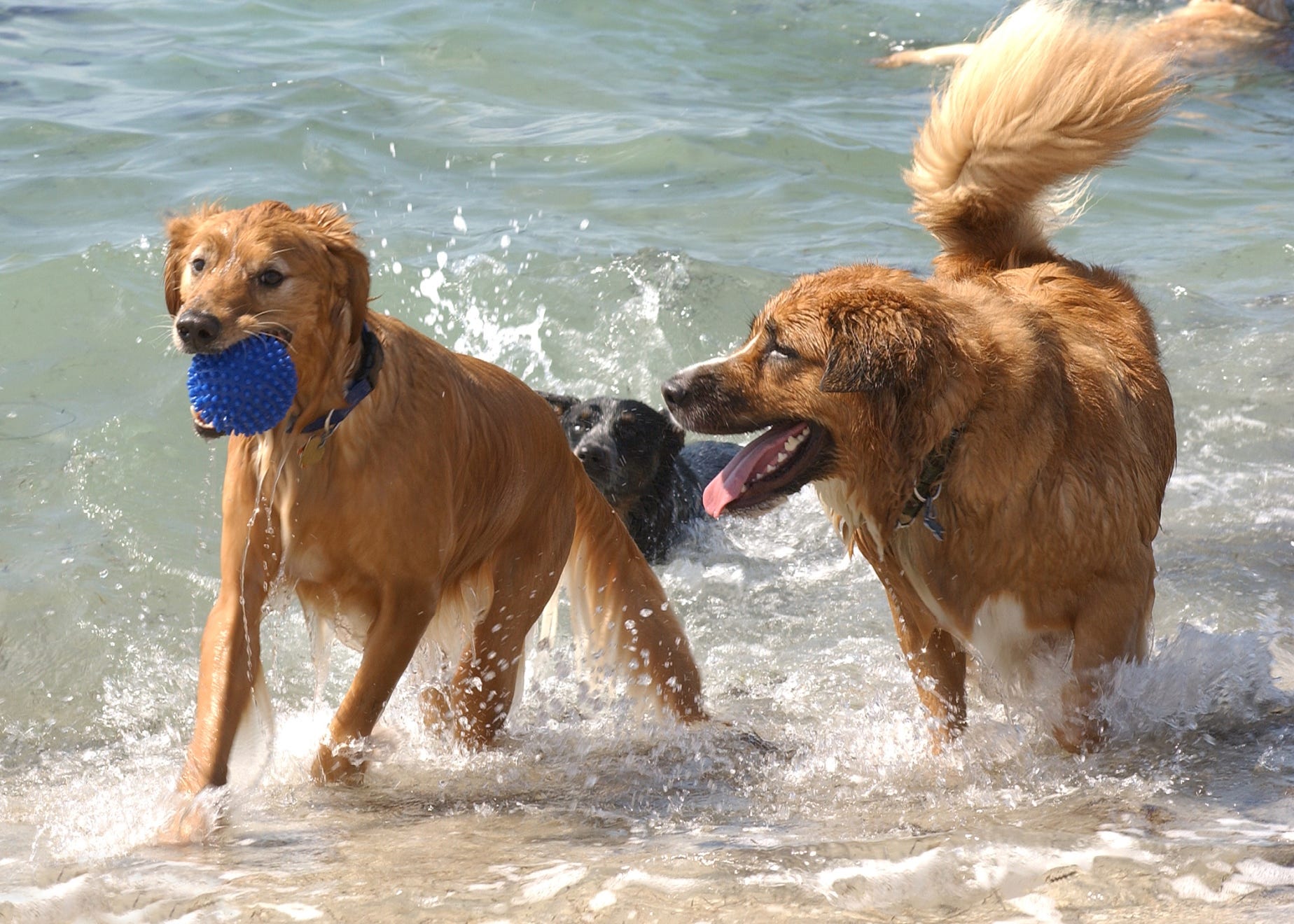 Dog parks are getting more sophisticated, with toys, fountains and off-leash trails.