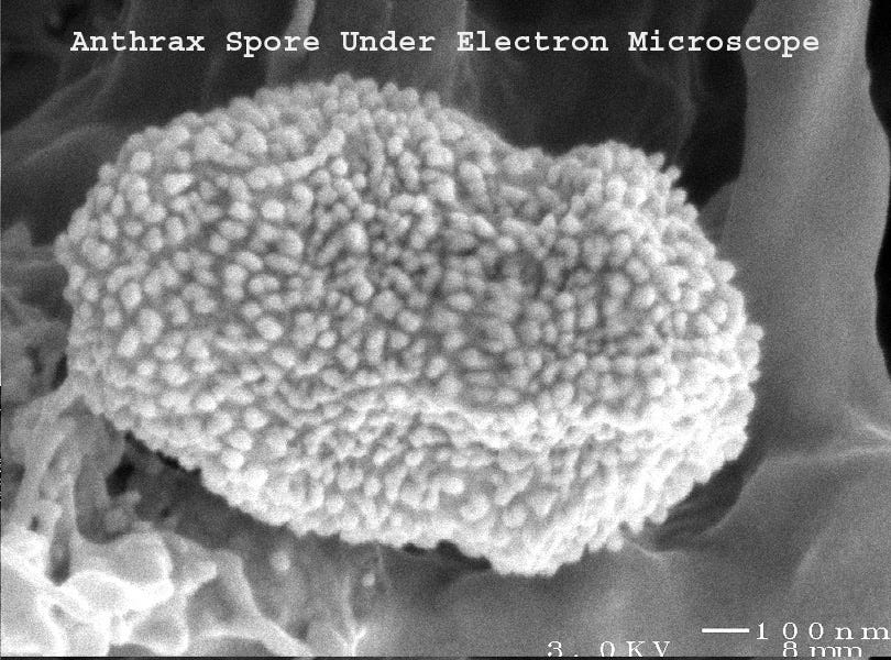 Anthrax spore under electron microscope.