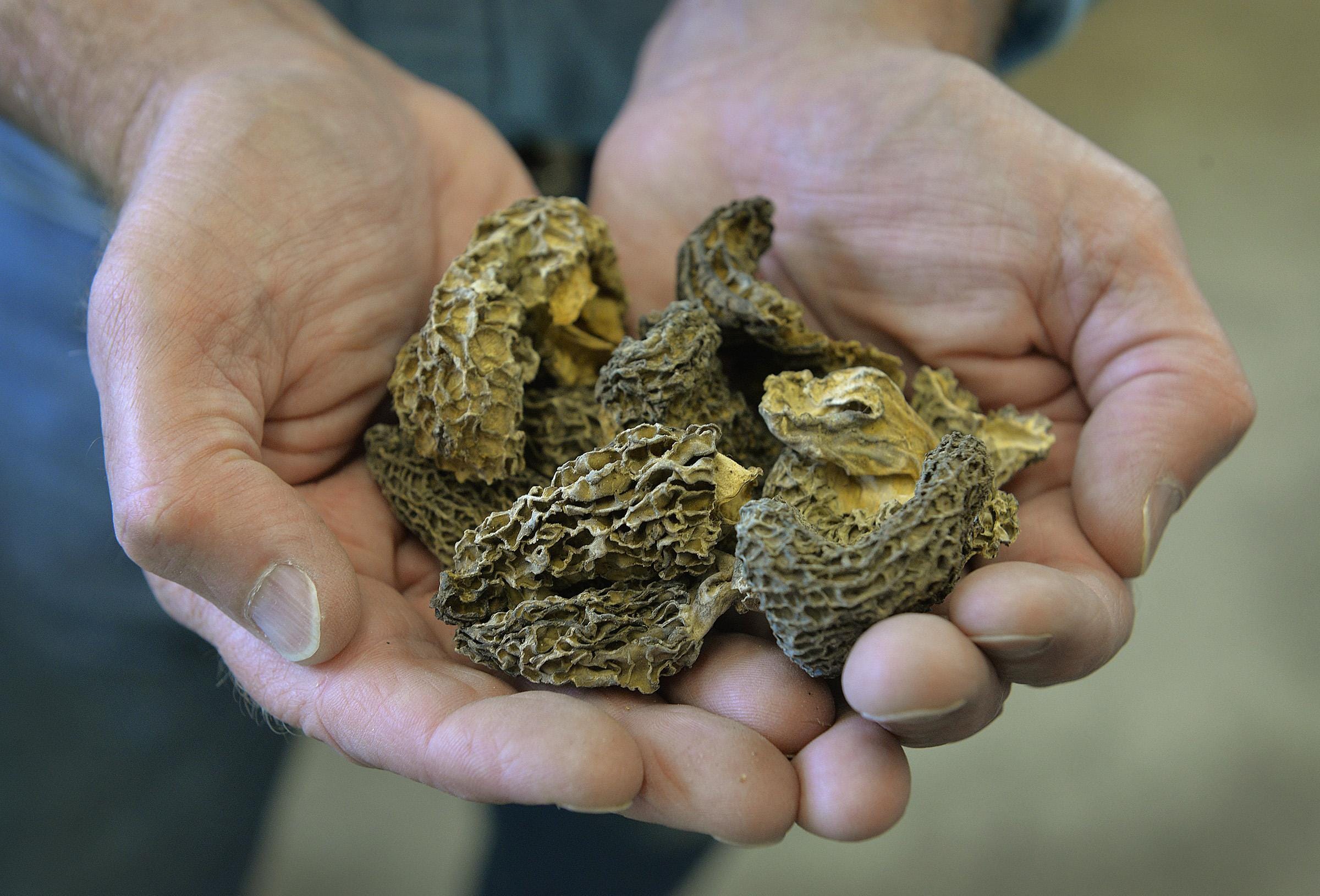 Forest Mushrooms now offers online orders