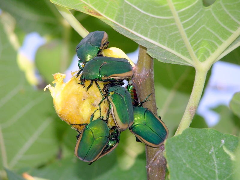 Noticing more beetles? Here's why June beetles are bugging you