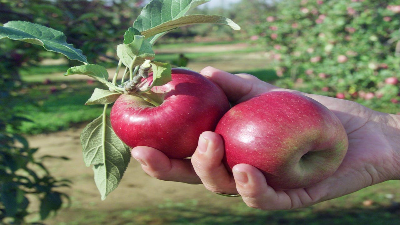 Apples U-Pick 1/2 Bushel Bag