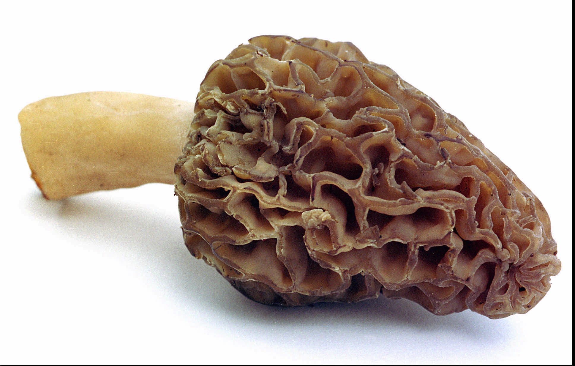 It's morel mushroom hunting season in Indiana