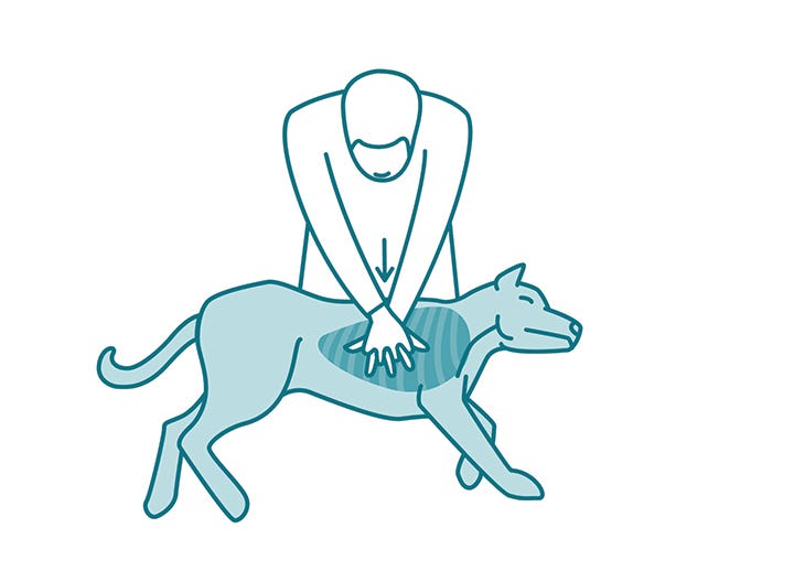 Cpr Can Give Your Dog A Fighting Chance King5 Com