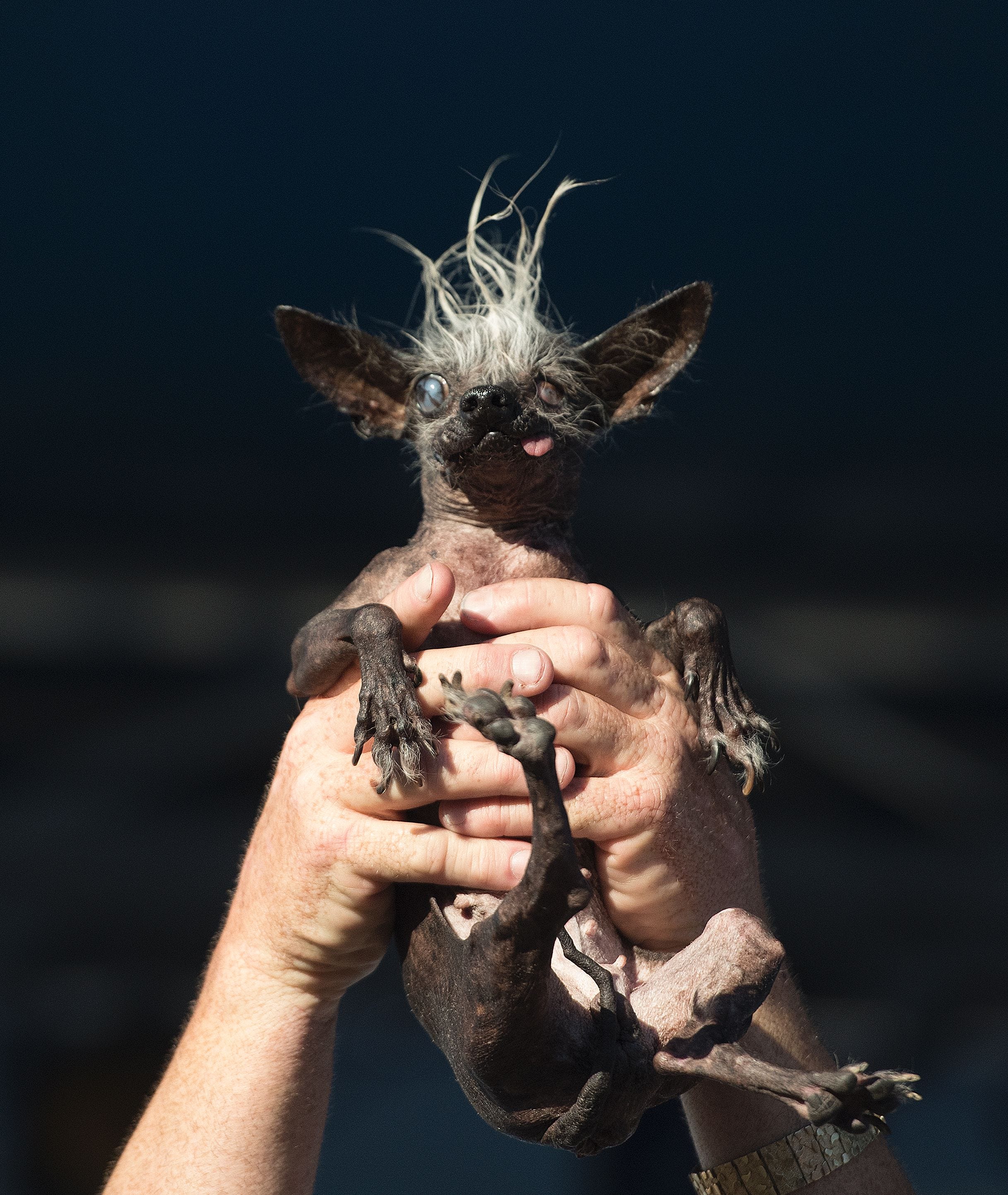 World’s Ugliest Dog of 2016 is a blind Chihuahua/Chinese Crested mix