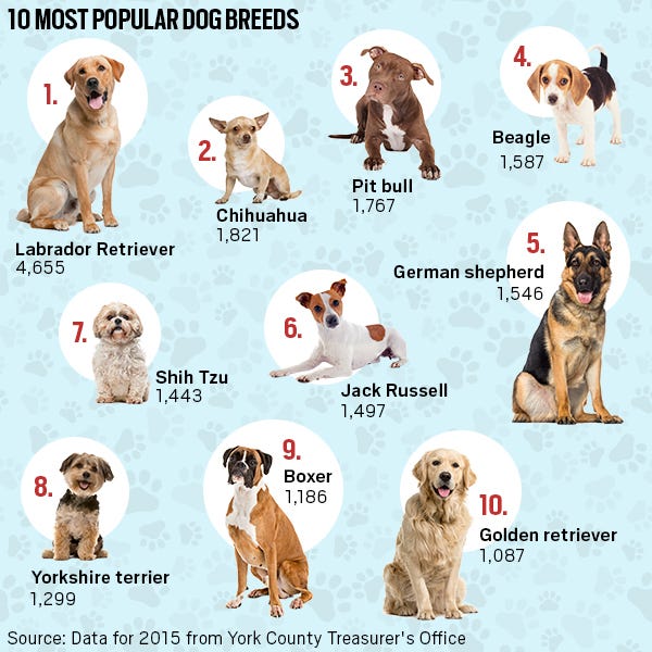 popular types of dogs
