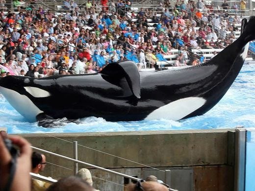 SeaWorld orca who killed Indiana trainer has died